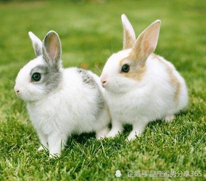 生肖兔今年几岁 属兔的人今年多大了2021