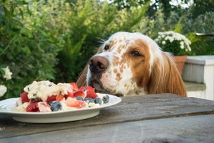 狗可以吃蓝莓吗,三个月小狗可以吃蓝莓吗