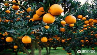 柑橘的如何种植