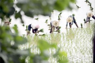 绿城桃李春风 芒种食养心,安迎盛夏