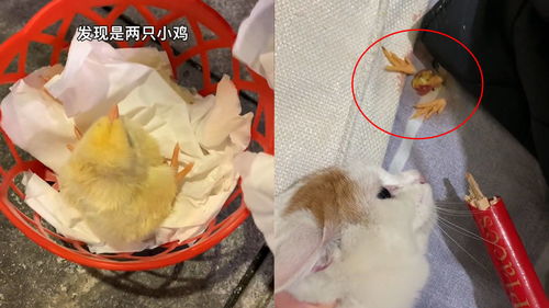 男子路边拯救一只小鸡,养几天后不料被猫给撸了 只给我剩一对凤爪 