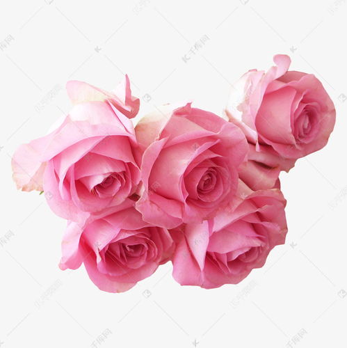 粉色玫瑰花朵素材图片免费下载 千库网 