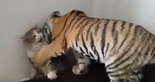 老虎向猫咪主动示好,被猫咪嫌弃后,老虎的反应让人哭笑不得