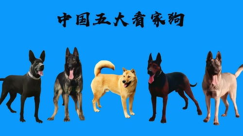 中国人的五大看家狗,排名第一的最有实力 