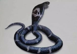 眼镜蛇是我国第几级保护动物 