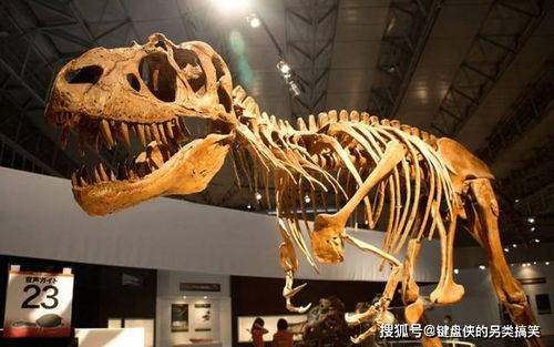 通过恐龙化石,我们能知道这只恐龙是幼年恐龙,还是成年恐龙吗