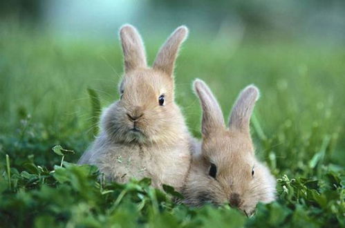澳洲宁用战斗机对付100亿只兔子,也不愿吃它 当地人 吃不得