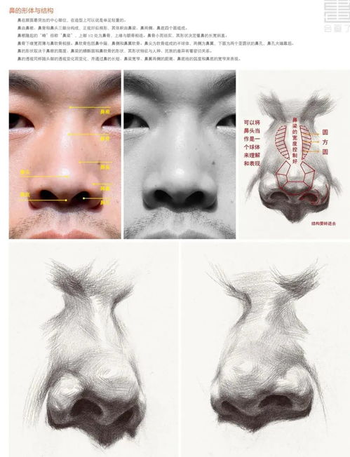 素描五官教程丨素描鼻子的讲解教程分享