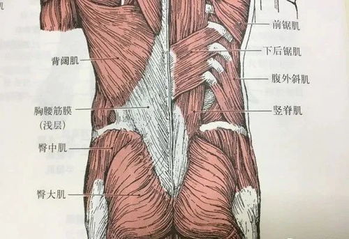 认识并预防腰肌劳损