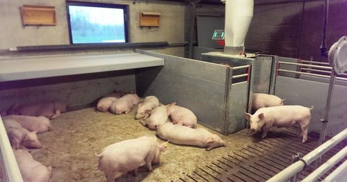 养猪最强国家,养10000头猪只需3人,猪肉出口世界第一,不是美国 