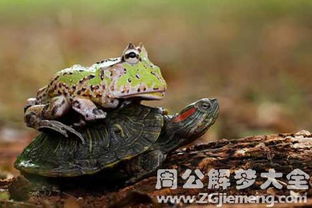 梦见青蛙和乌龟是什么意思