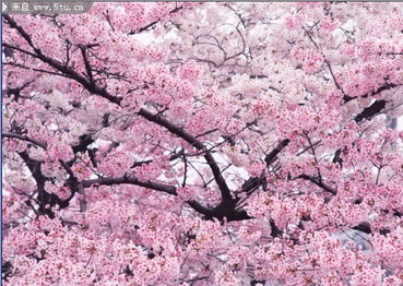 樱花树图片高清,樱花照片高清图片