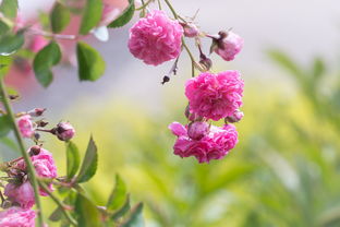 玫瑰,粉红色,玫瑰园,鲜花,粉色的花,性质,夏季,植物群,关闭,盛开,厂 