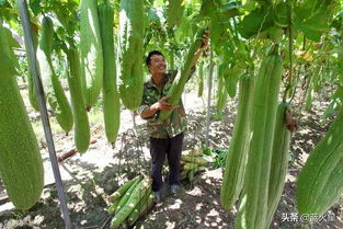 家中丝瓜种植方法及管理技术