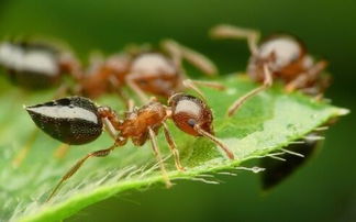 家里有蚂蚁怎么消灭 教你使用天然杀虫剂
