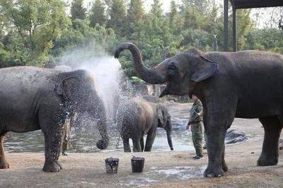 十万个为什么 为什么大象用鼻子吸水却不会呛着