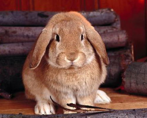 兔子耳朵热是怎么回事 兔子耳朵竖起来代表什么