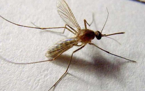 招蚊子与血型有关吗 体内这2种元素或许是招蚊子的原因