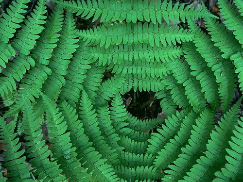 蕨草图片壁纸 17 Converging Ferns 