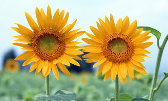 阳光向上的花语向日葵：追寻阳光，活出精彩