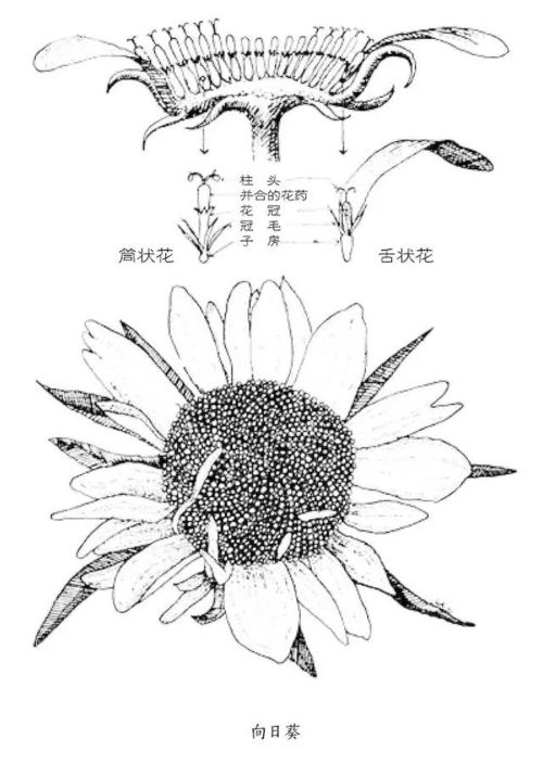 有一种浪漫的科普,就是通过一朵花了解整个宇宙 