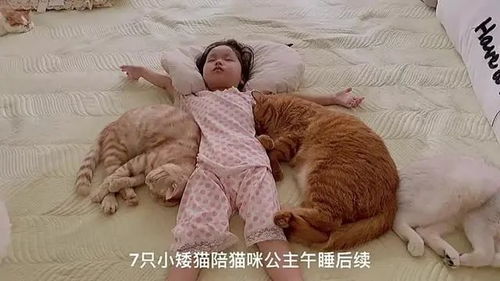 和猫睡觉 的几大好处,终于知道为什么养猫的人这么多了
