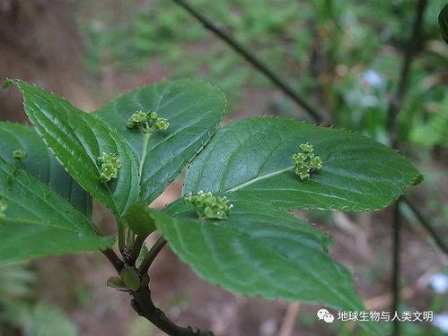 双子叶植物百科,双子叶植物子叶的