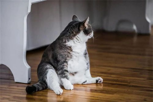 猫胖不是病,胖过了要猫命 你家猫目前多少斤了