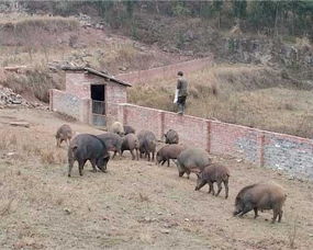 广西宾阳 野猪养殖能手脱贫不忘乡亲,发挥党员带头作用带领群众养野猪共致富