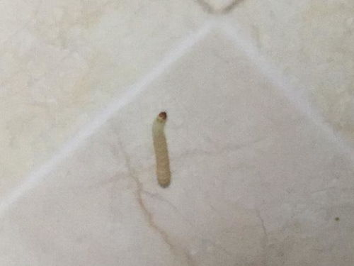 家里厨房出现白色蠕动的虫子,有图 