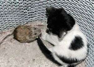猫不抓老鼠怎么回事 猫抓老鼠是为了吃吗
