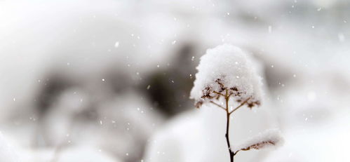 失去了他们,故乡就回不去了 每一片雪,都在诉说着故乡的温情