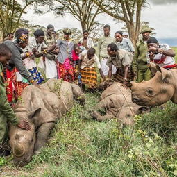 黑犀牛再次返回肯尼亚北部桑布鲁的辽阔牧场 