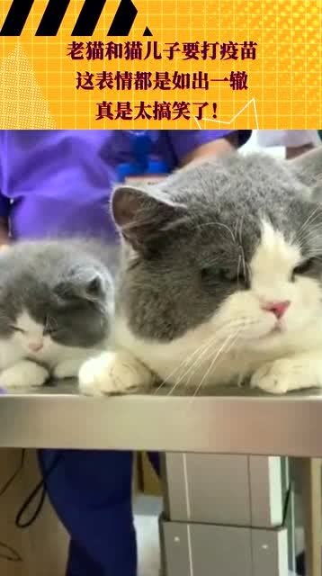 老猫和猫儿子要打疫苗,这表情都是如出一辙,真是太搞笑了 