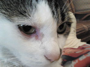 猫眼睛发红,求医生帮助 