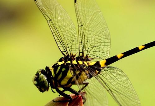 蜻蜓的寿命是多长 