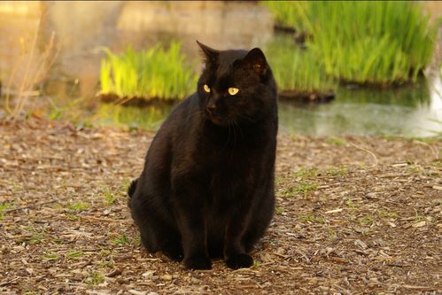 为什么 黑猫 这么少人养 除了被说不吉利,还有这几个原因