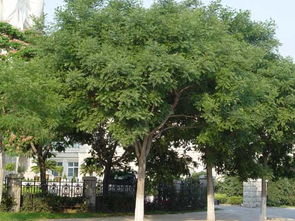 国槐是哪里的市树,石家庄市的市树是什么