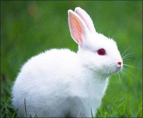 长跑中 兔子 是什么意思 