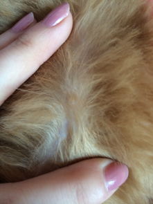 三个月大的狗狗皮肤上长很多小疙瘩,洗过一次澡 小疙瘩红好像还很痒 图片是背上,两边耳朵上,很多地方 