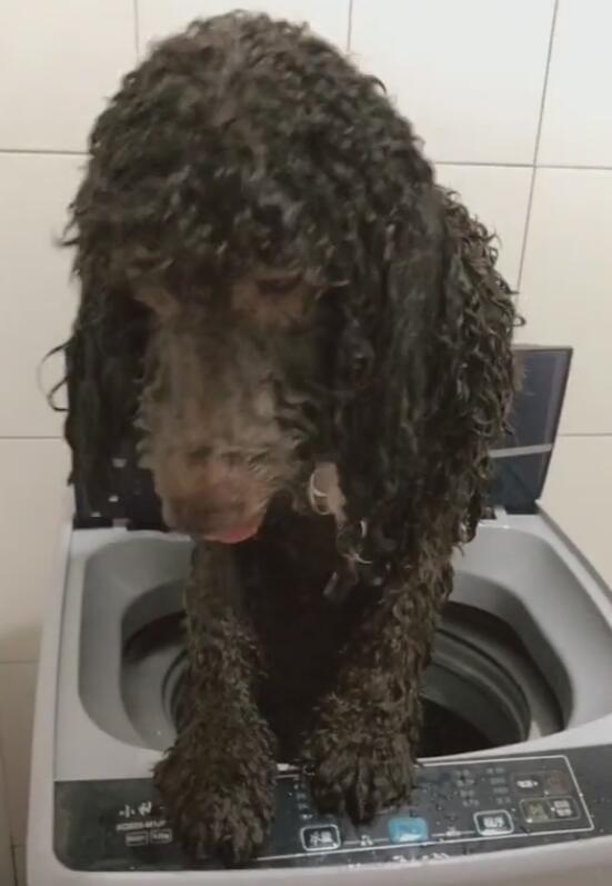狗狗因身体太脏,被塞洗衣机内洗澡,这么洗澡安全吗