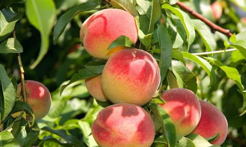 吃桃子对身体有什么好处 有哪些注意事项 营养专家给出答案