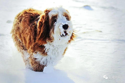 狗子真的不怕冷吗 冬天遛狗要注意什么