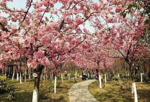 今年莱阳梨花节和樱花节如期举行吗？刚从网上看到照片想去逛逛。