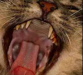 猫咪因口炎无法治愈即将死去...请别再忽视猫口腔疾病