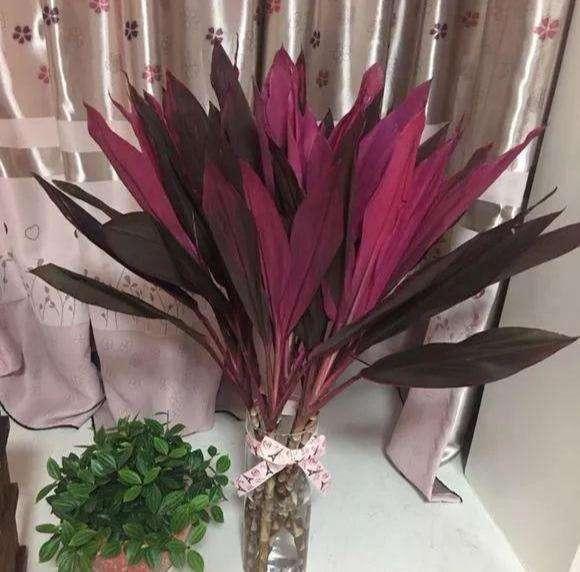 很少有人种过红色的富贵竹,不但样子漂亮,养得好还能开花