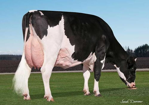 全美荷斯坦产奶冠军305天创30吨记录 我的金牛MyGold