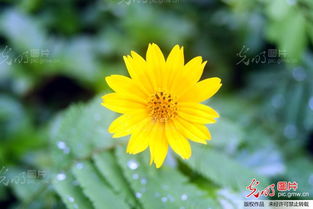 黄色的小菊花种类,菊花有哪些品种？