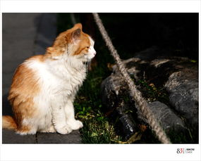 北海流浪猫专辑 老杨 