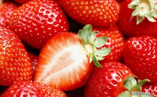 淡雪草莓的养殖方法和注意事项,粉心淡雪锦好养吗